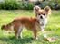 Chihuahua Tilde's Gurli ~Chica~ - Chica april 2011
