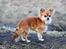 Chihuahua Tilde's Gurli ~Chica~ - Chica marts 2011