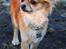 Chihuahua Tilde's Gurli ~Chica~ - Chica marts 2011