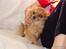 Chihuahua Tilde's Gurli ~Chica~ - Far: Dyrlægegårdens Simba