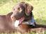 Labrador retriever Cody