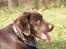 Labrador retriever Cody