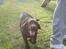 Labrador retriever Cody