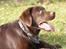 Labrador retriever Cody
