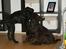 Labrador retriever Cody
