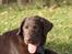 Labrador retriever Cody