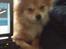Blanding af racer Pomeranian/Papillon Jack - Han syns jeg bruger for meget tid foran computeren :)
(under 1 år)