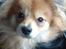 Blanding af racer Pomeranian/Papillon Jack - Jack på tur med min dady og jeg :)
(1 år)