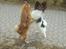 Blanding af racer Pomeranian/Papillon Jack - Jack's rival og ven Papillonen Chilli ;)