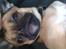 Blanding af racer Albert (Mops/chihuahua)