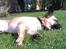 Blanding af racer Albert (Mops/chihuahua)