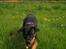 Blanding af racer Hunden ( rotte/cc )