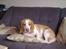Beagle Vimse