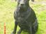 Labrador retriever Trille - 1 år og 2 mdr <3