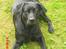 Labrador retriever Trille - 1 år og 2 mdr <3