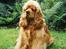 Amerikansk cocker spaniel Sofus