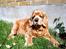 Amerikansk cocker spaniel Sofus