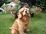 Amerikansk cocker spaniel Sofus