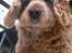 Amerikansk cocker spaniel Sofus