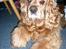 Amerikansk cocker spaniel Sofus