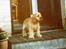 Amerikansk cocker spaniel Sofus