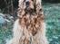 Amerikansk cocker spaniel Sofus