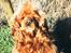 Amerikansk cocker spaniel Sofus