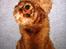 Amerikansk cocker spaniel Sofus