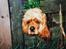 Amerikansk cocker spaniel Sofus