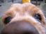 Amerikansk cocker spaniel Sofus