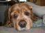 Amerikansk cocker spaniel Sofus