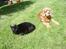 Amerikansk cocker spaniel Sofus