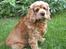 Amerikansk cocker spaniel Sofus