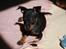 Dvaergpinscher Joey