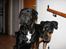 Blanding af racer GD&ROTTWEILER - Cola -
