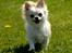 Chihuahua Daisy - Maj 2011