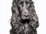 Cocker spaniel Terle
