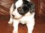 Papillon NA´s Mikey *Gavtyv* Min mors hund :-)