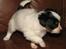 Papillon NA´s Mikey *Gavtyv* Min mors hund :-)