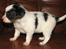 Papillon NA´s Mikey *Gavtyv* Min mors hund :-)