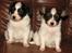 Papillon NA´s Mikey *Gavtyv* Min mors hund :-) - Mikey og hans søster Molly
