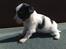 Papillon NA´s Mikey *Gavtyv* Min mors hund :-)