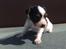 Papillon NA´s Mikey *Gavtyv* Min mors hund :-)