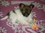 Papillon Asta