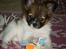 Papillon Asta