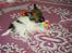 Papillon Asta