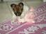 Papillon Asta
