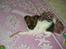 Papillon Asta