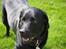 Labrador retriever Max (16.06.2008 - 10.06.2020)