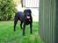 Labrador retriever Max (16.06.2008 - 10.06.2020)